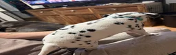 Dalmatian dogs for sale: RKG Dalmatian pups ready this weekend  - Advert 22