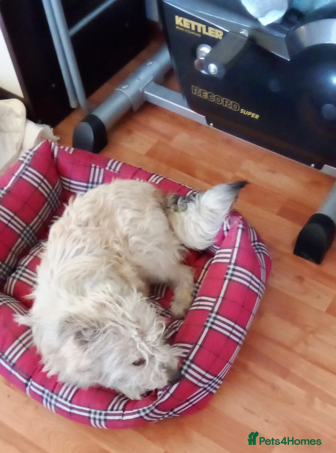 Mixed Breed dogs for adoption: ❄️SNOW-DROP❄️ - a gentle soul with a hopeful heart - Advert 7