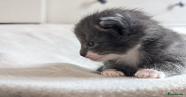 Mixed Breed cats - Advert 2