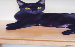 Mixed Breed cats for sale: 6 LOVELY AND BRILLIANT KITTENS LOOKING FOR HOME!!! - Image 7