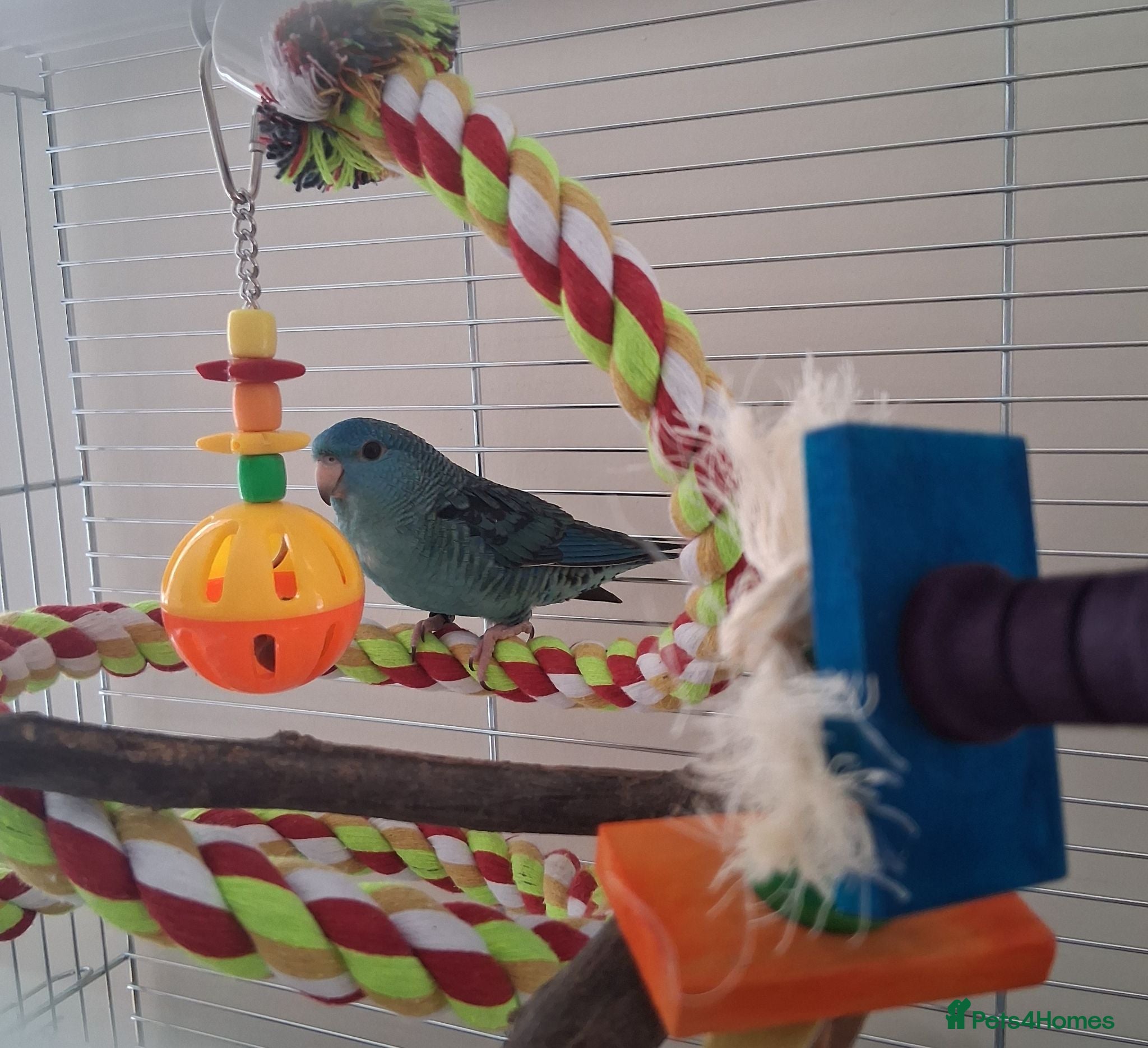 Parakeets birds Male Lineolated Parakeet - Blue/ Turquoise  - Advert 1