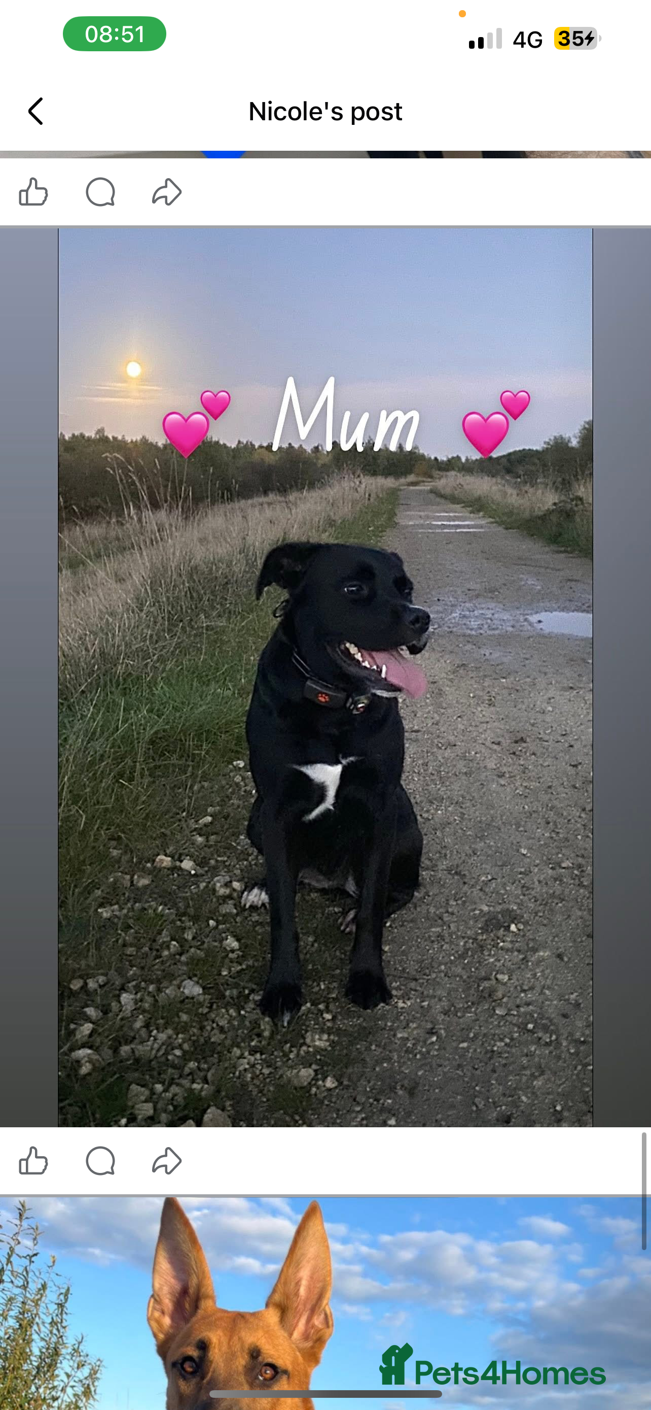 Mixed Breed dogs 11 healthy puppy’s - Advert 5