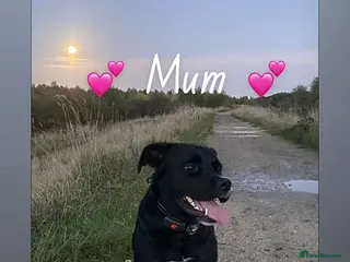 Mixed Breed dogs 11 healthy puppy’s - Advert 5