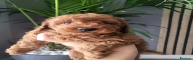 Miniature Poodle 1