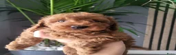 Miniature Poodle dogs for sale: KC Registered miniature poodle  - Advert 25