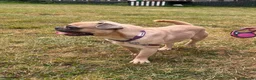 Mixed Breed dogs for sale: French bulldog x pug - Advert 5