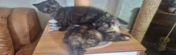 Exotic cats for sale: The sweetest black female - Advert 7
