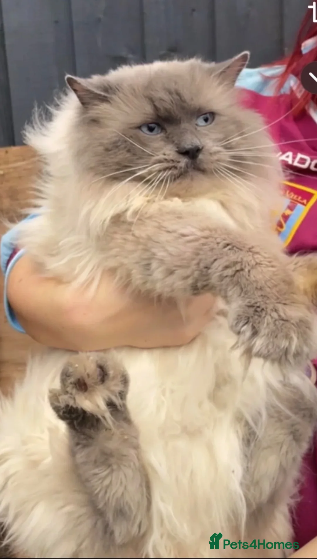 Ragdoll cats for sale: 1 Girl & 2 Boys - TICA Registered - Cuddly, Gentle - Advert 37