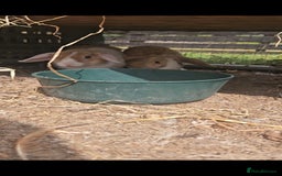 Mini Lop rabbits for sale: 5 Mini lops available  - Image 5