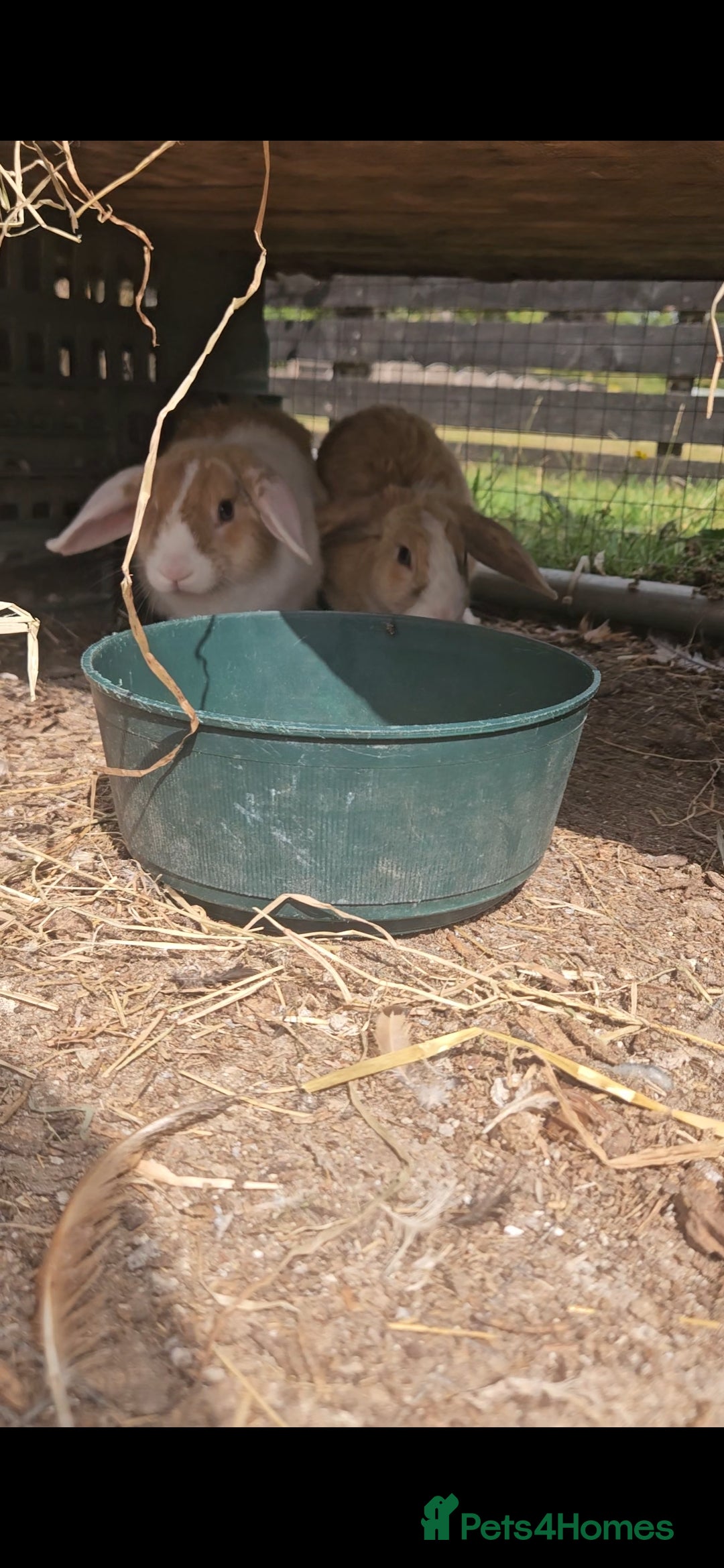 Mini Lop rabbits for sale: 5 Mini lops available  - Image 5