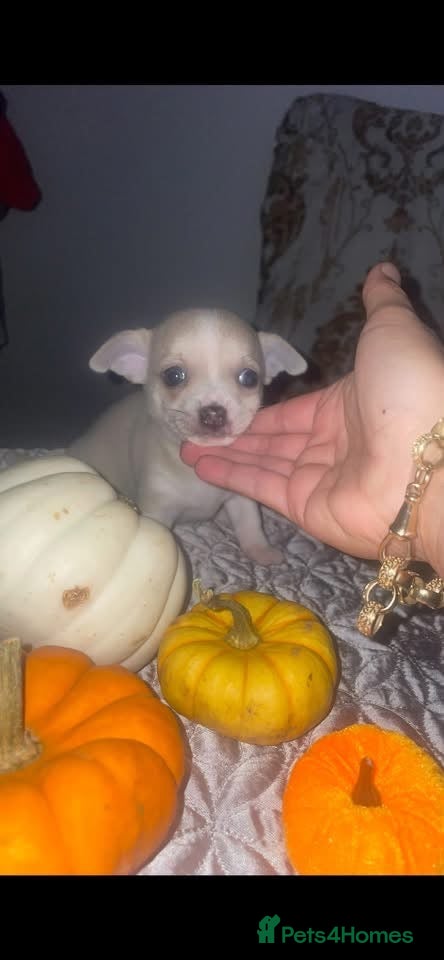 Chihuahua dogs for sale: 🌸🩵 READY NOW! 𝓬𝓱𝓲𝓱𝓾𝓪𝓱𝓾𝓪𝓼 🩵🌸 - Advert 1