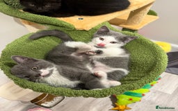 Himalayan cats for sale: Himalayan x Maine Coon Kittens – Ready Soon! - Image 4