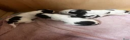 Sprocker dogs for sale: Sprocker spaniel puppies  in Littleborough - Advert 12