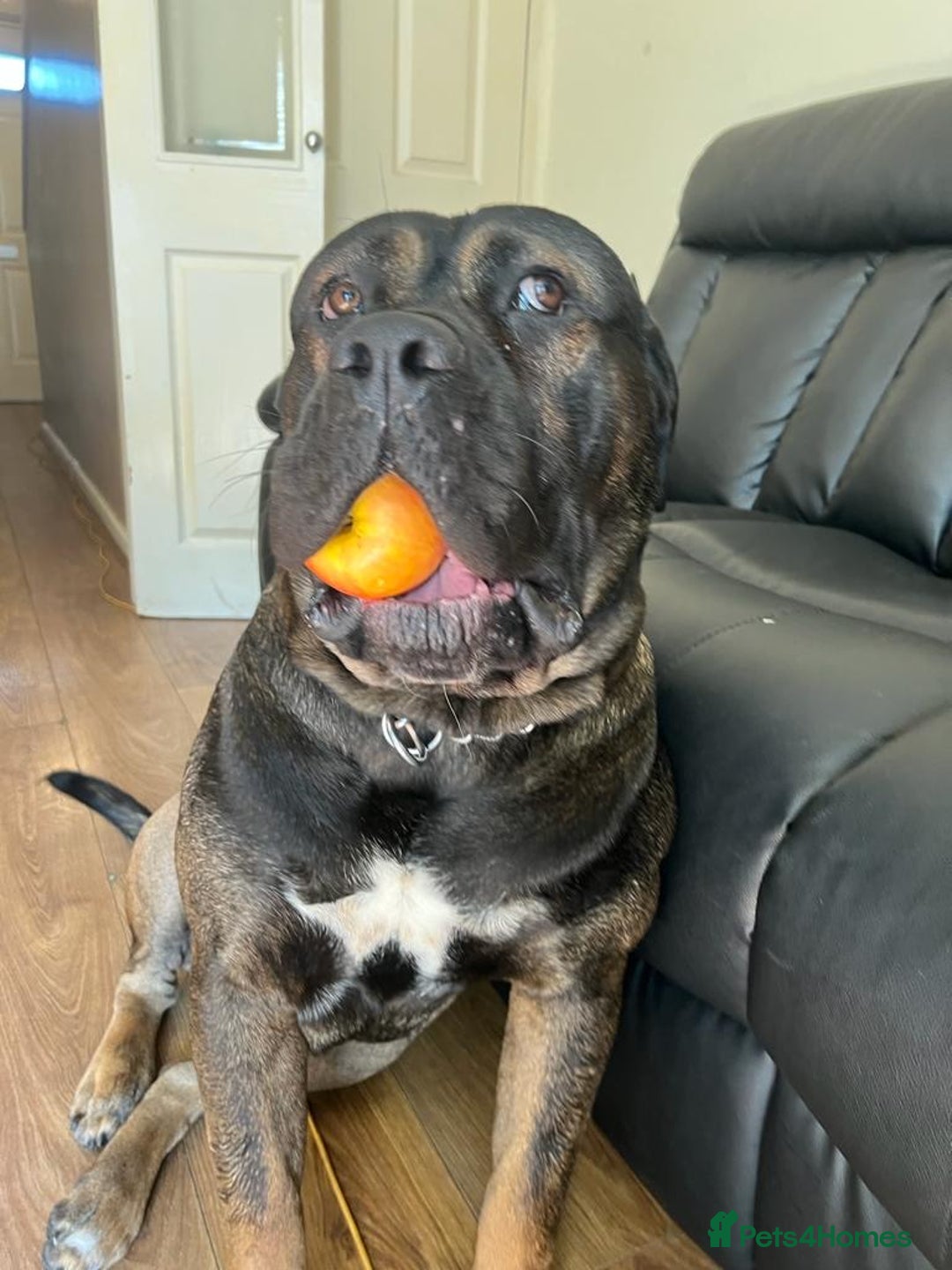 Cane Corso dogs for sale: Cane Corso boy - Image 5