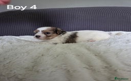 Mixed Breed dogs for sale: Shorkie x Morkie  - Image 10