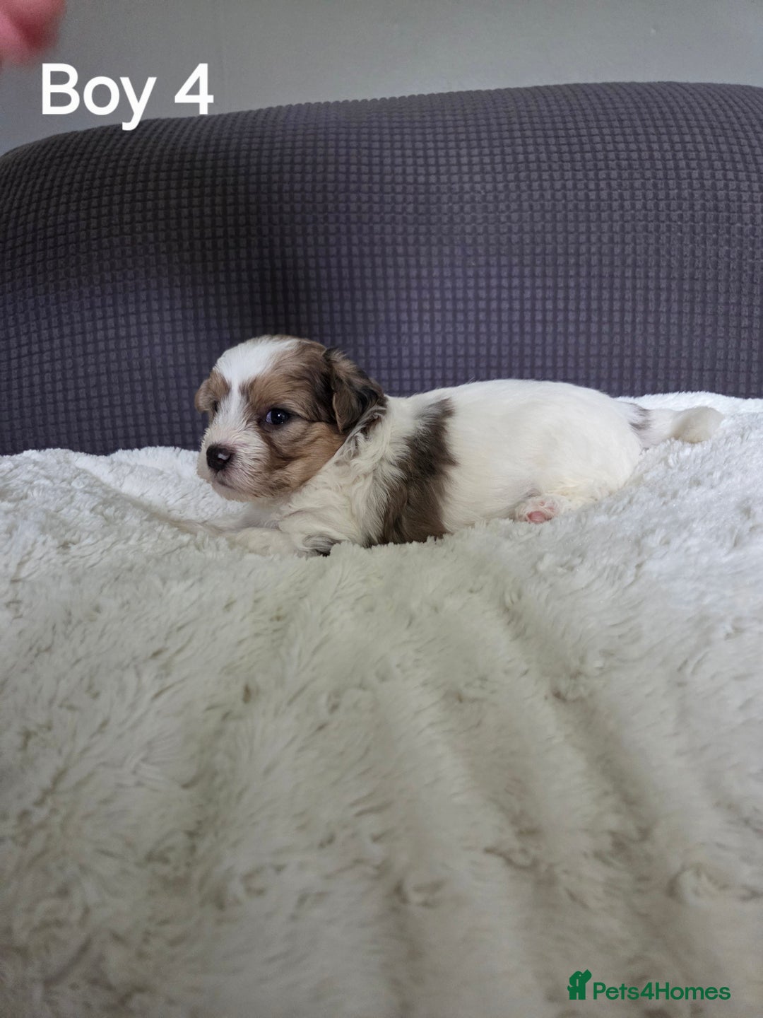 Mixed Breed dogs for sale: Shorkie x Morkie  - Image 10