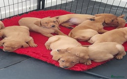Labrador Retriever dogs for sale: Red fox labrador puppy's  - Image 6