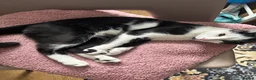 Mixed Breed cats for sale: Small spotted kitten - Advert 2