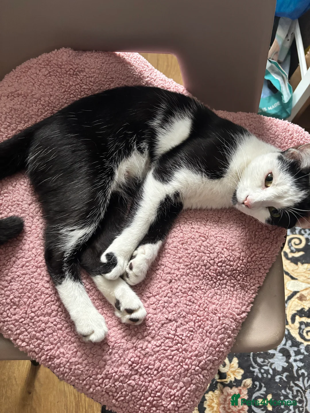 Mixed Breed cats for sale: Small spotted kitten - Advert 2