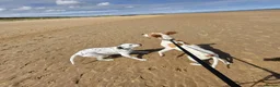 Pointer dogs for adoption: Remi (English Pointer) in Bedford - Advert 22