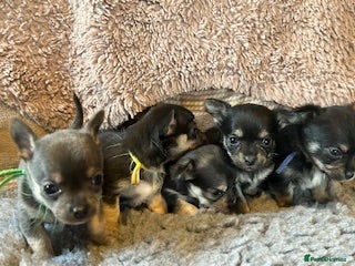 Chihuahua dogs Chihuahua puppies - Advert 15