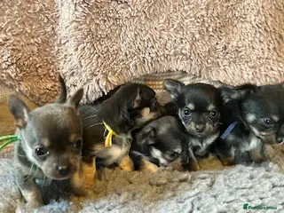 Chihuahua dogs Chihuahua puppies - Advert 15