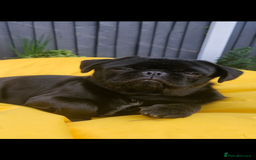 Pug dogs for stud: Fluffy pug for Stud - Image 8