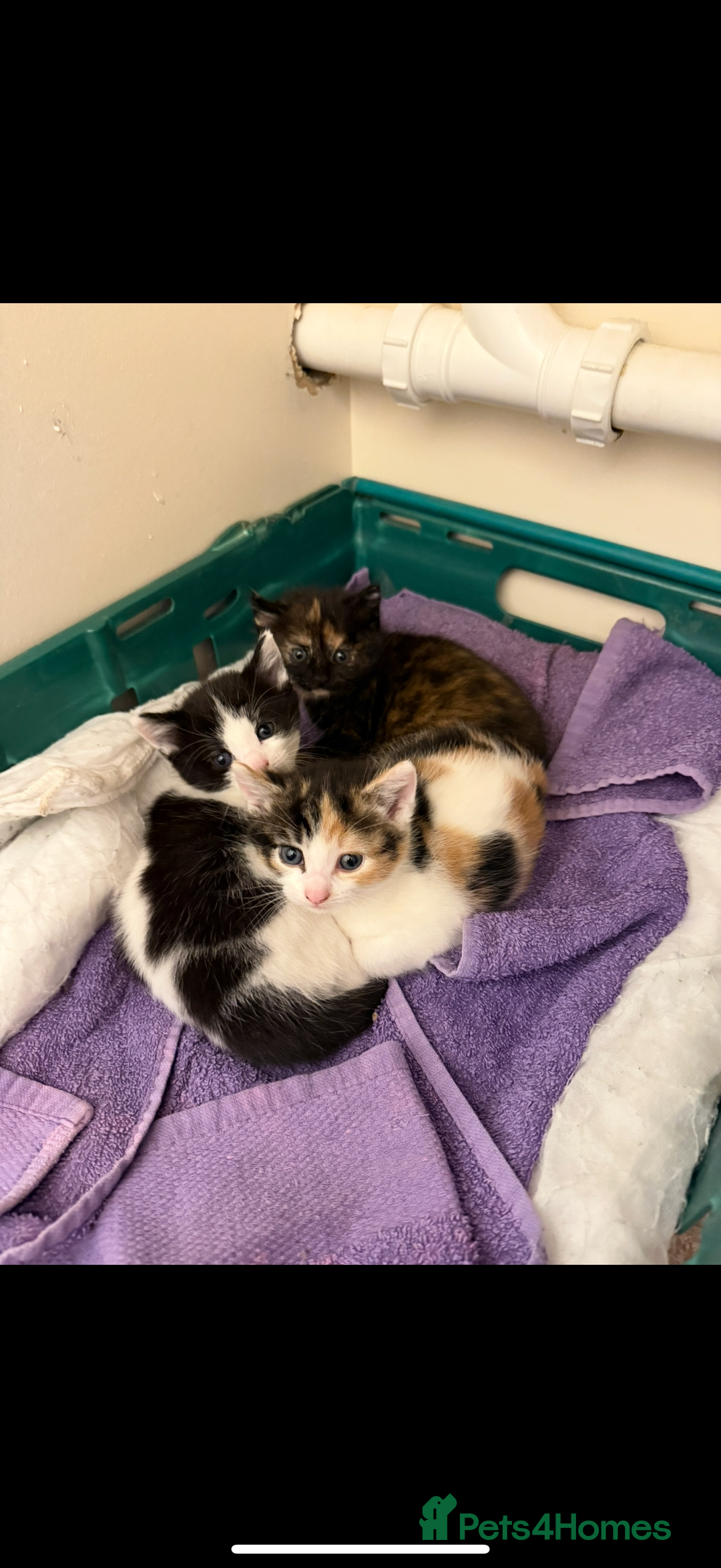 Mixed Breed cats for sale: 2 sweet kittens  - Image 6