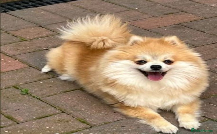 Pomeranian dogs - Advert 2
