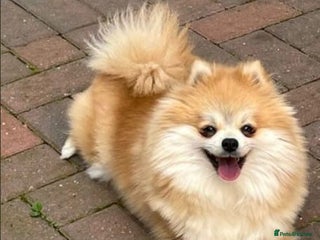 Pomeranian dogs - Advert 12
