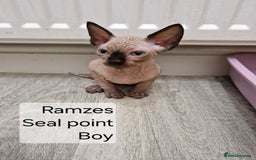 Sphynx cats for sale: Quality canadian sphynx kittens HCM Tica - Image 3