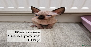 Sphynx cats - Advert 5