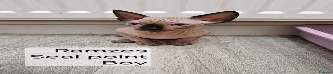 Sphynx Kitten 1 