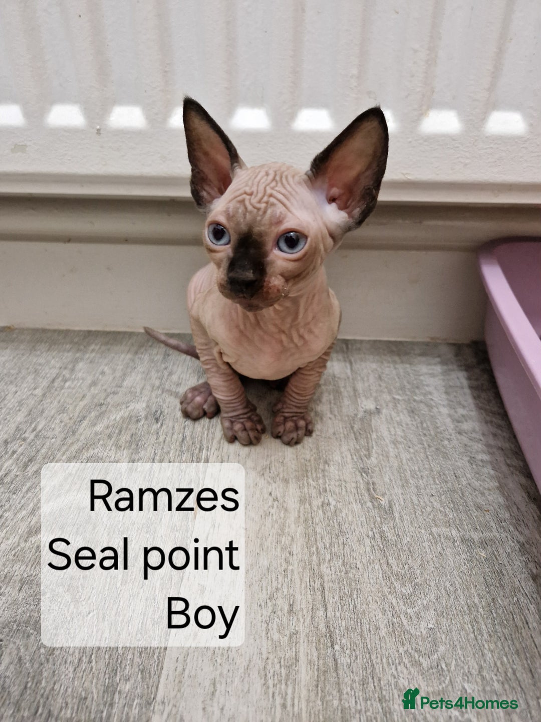 Sphynx cats for sale: Quality canadian sphynx kittens HCM Tica - Image 3