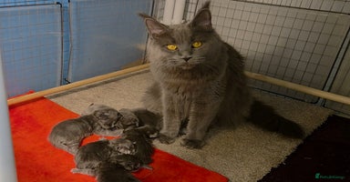 Maine Coon cats TICA beautiful Maine Coon Kittens  - Advert 3