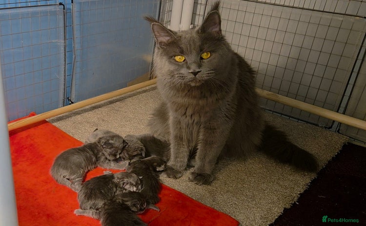 Maine Coon cats TICA beautiful Maine Coon Kittens  - Advert 3