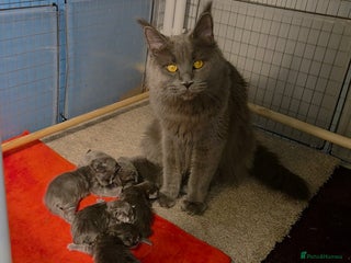 Maine Coon cats TICA beautiful Maine Coon Kittens - Advert 6