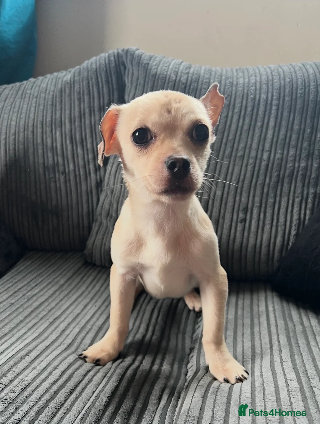 Mixed Breed dogs for sale: Jack Russell/Dachshund,Frug Cross - Advert 2