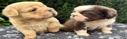 French Bulldog dogs for sale:  **  fluffy French bulldog pups - Advert 13