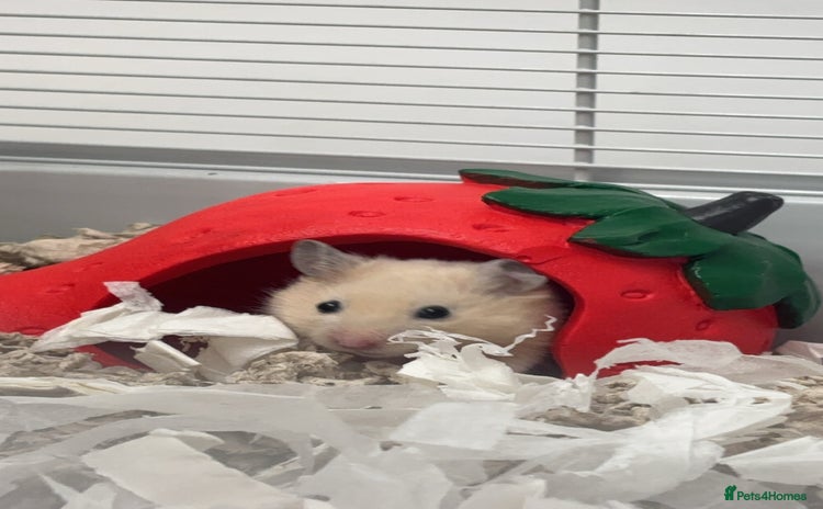 Hamster rodents - Advert 1