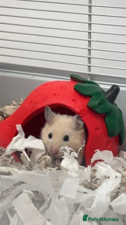 Hamster rodents - Advert 1
