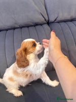 Cavalier King Charles Spaniel dogs - Advert 1