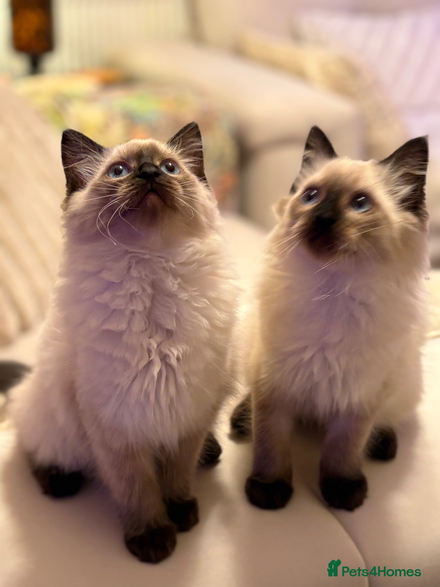Ragdoll cats Adorable purebred Ragdolls  - Advert 12