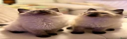 Ragdoll cats for sale: Adorable purebred Ragdolls  - Advert 2