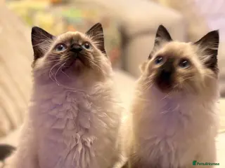 Ragdoll cats Adorable purebred Ragdolls - Advert 12
