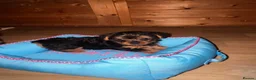 Yorkshire Terrier dogs for sale: Yorkshire terrier puppies - Advert 6