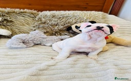 French Bulldog dogs for sale: 🏆KC registered, Standard French Bulldog Puppies🏆 - Image 6