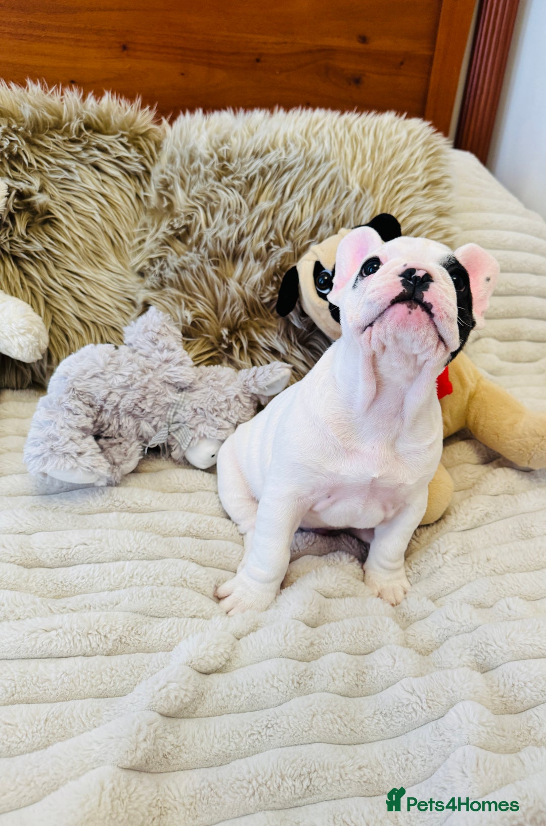 French Bulldog dogs for sale: 🏆KC registered, Standard French Bulldog Puppies🏆 - Image 6