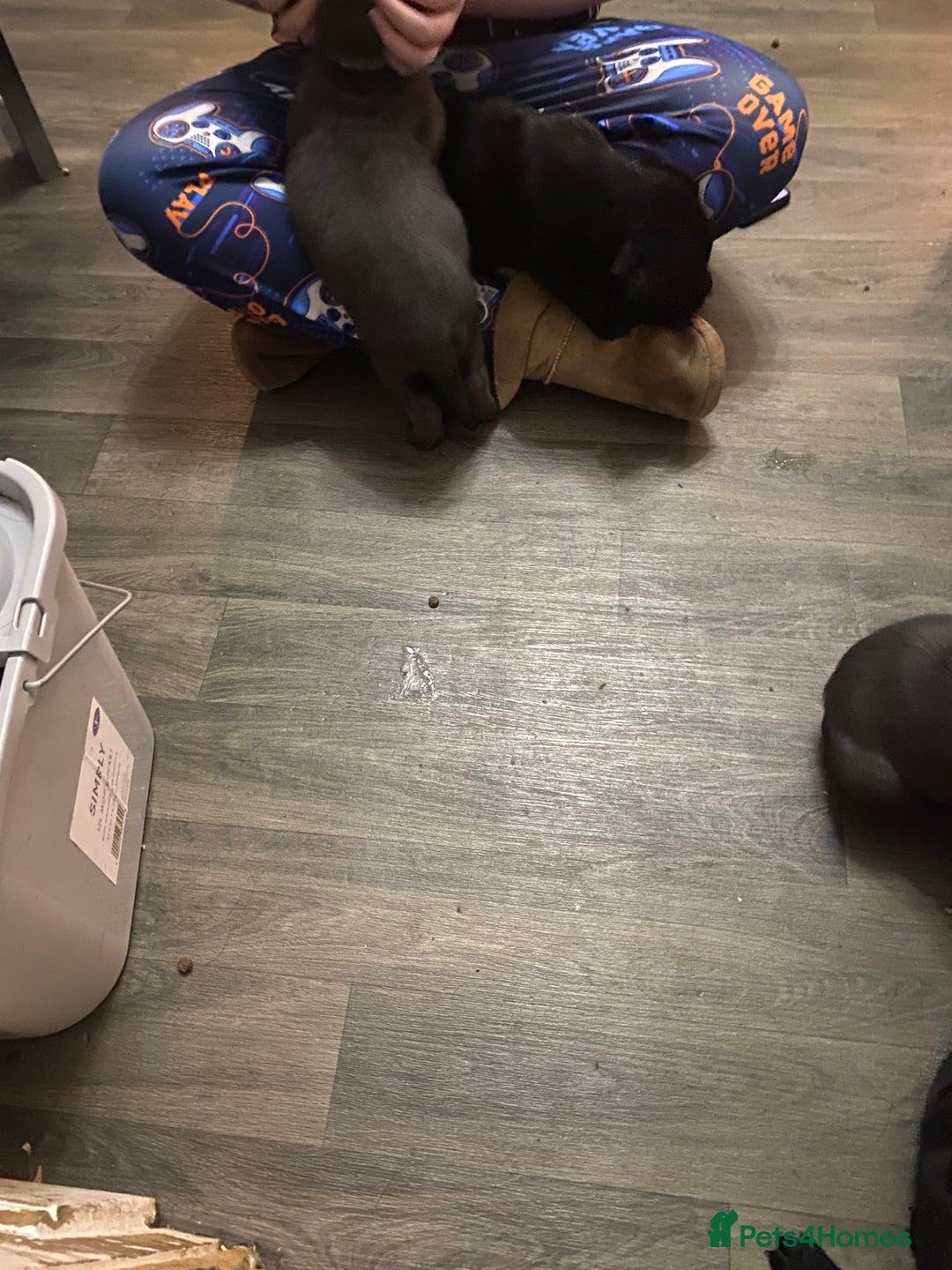 Labrador Retriever dogs for sale: Silver Labrador puppies  - Advert 12