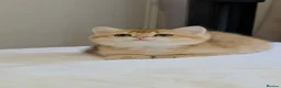 British Shorthair cats for sale: Exceptional GCCF Golden British Shorthair Kittens - Advert 7